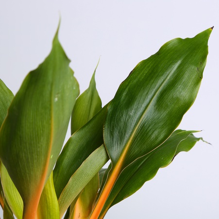 Хлорофитум Green Orange в горшке
