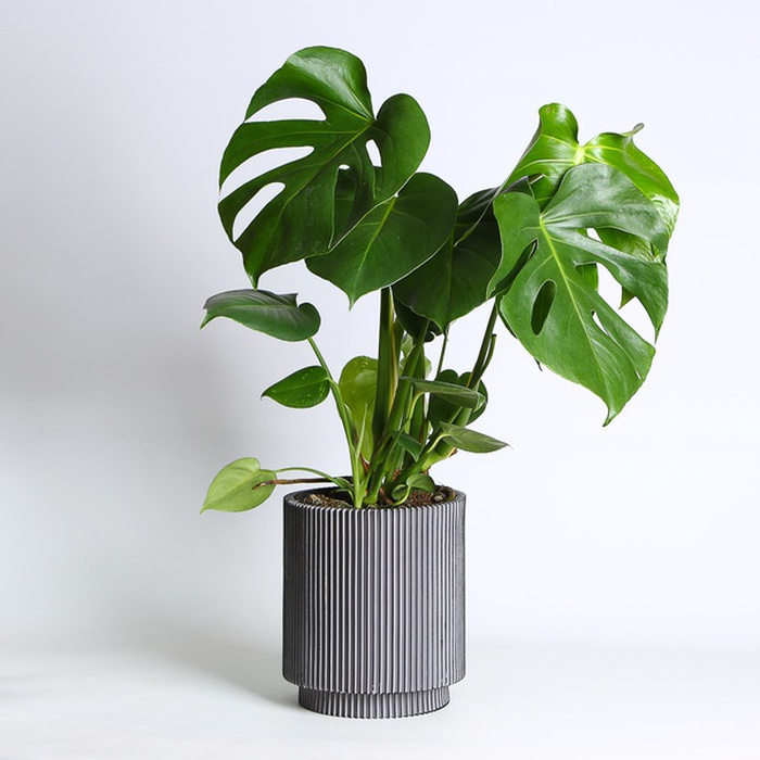 Монстера у горщику, M