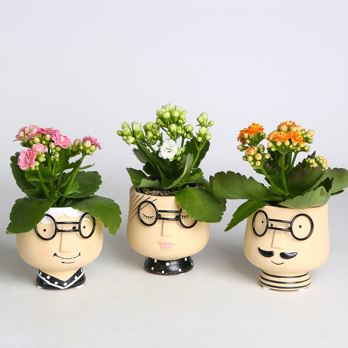 Каланхоэ в горшке, XS