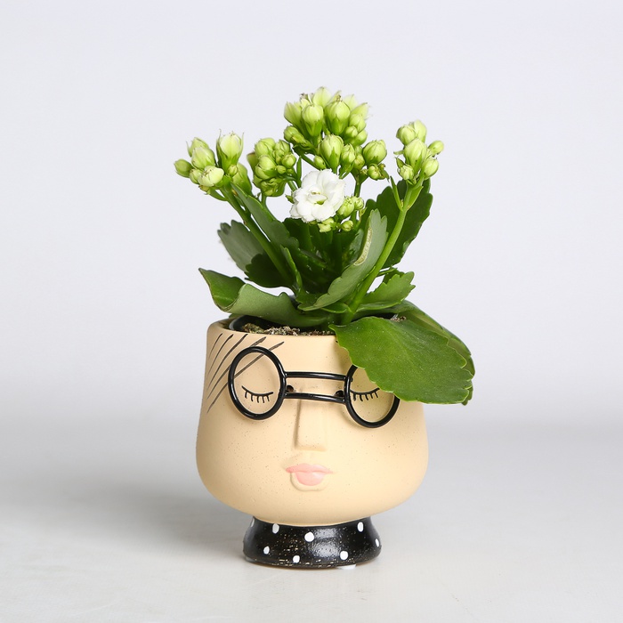 Каланхоэ в горшке, XS