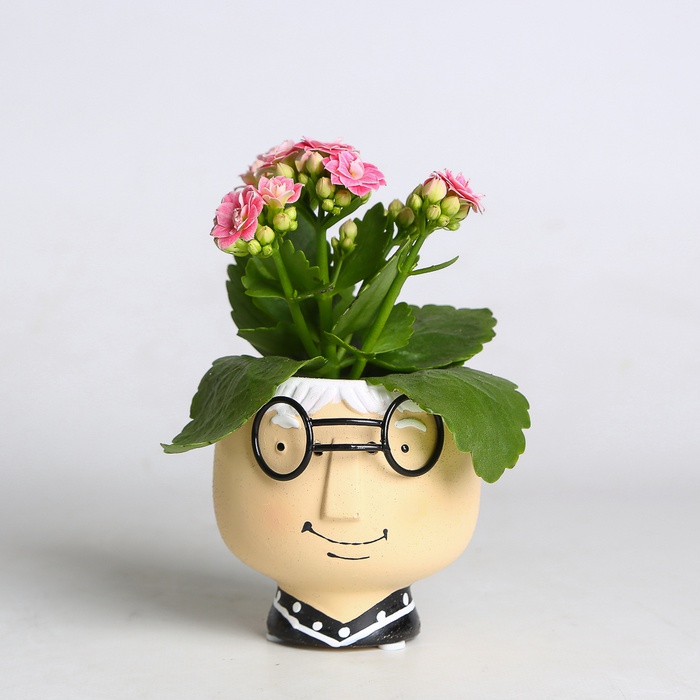 Каланхоэ в горшке, XS