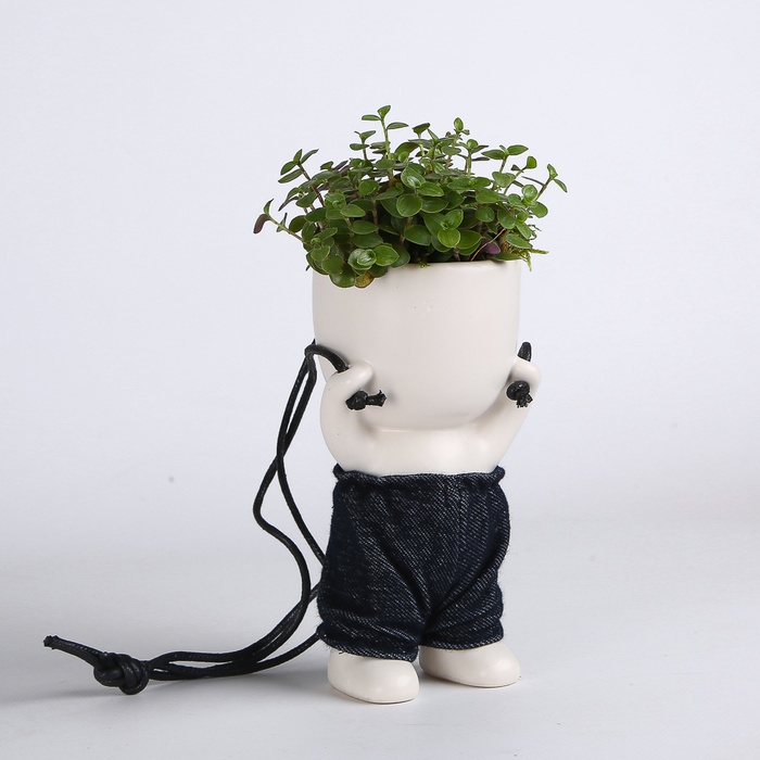 Растения микс в керамаческом кашпо