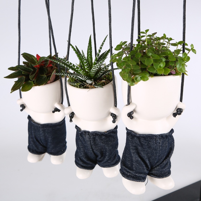 Растения микс в керамаческом кашпо