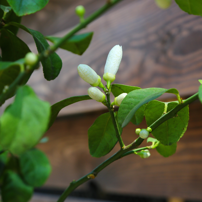 Лимон в горшке, М