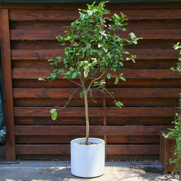 Лимон в горщику, L