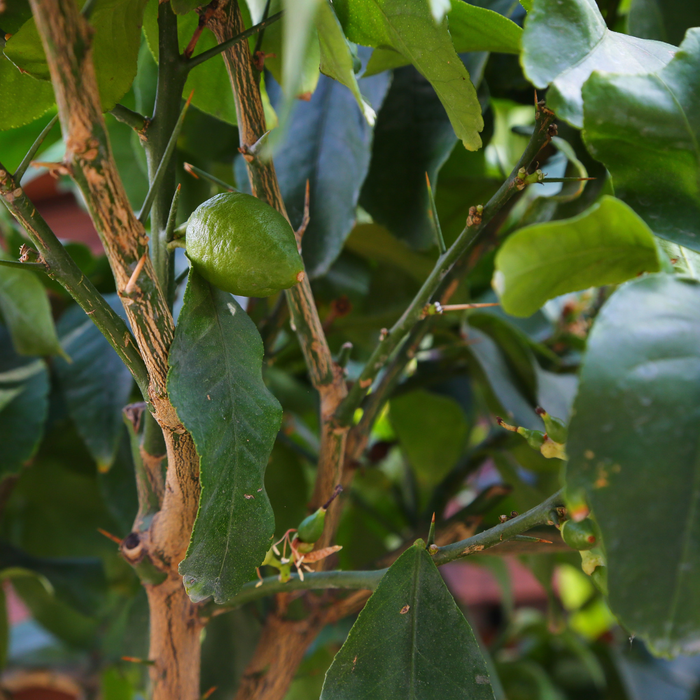 Лимон в горщику, M