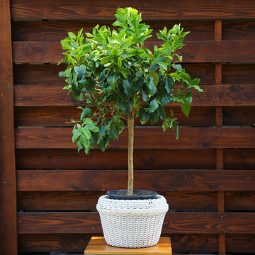 Лимон в горщику, M