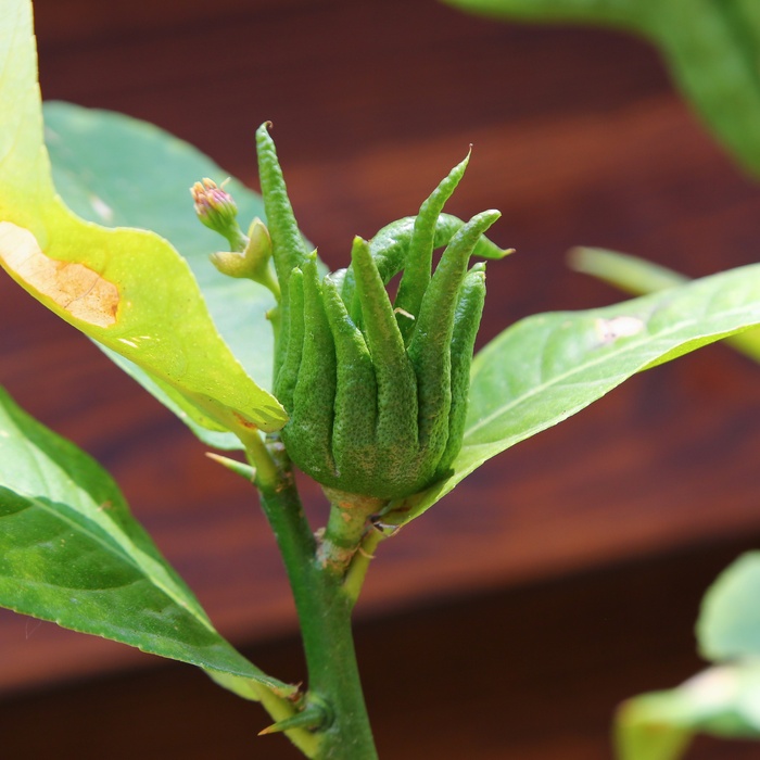 Цитрус Рука Будди в горщику