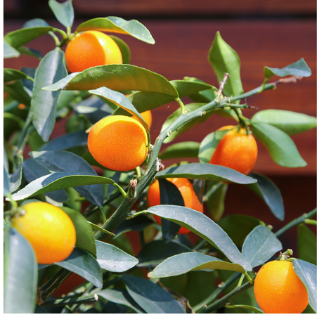 Цитрусове дерево в горшку, M