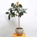 Фикус Эластика Абиджан в горшке, XL