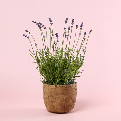 Лаванда в подарочной упаковке, S