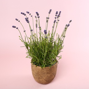 Лаванда в подарунковій упаковці, S