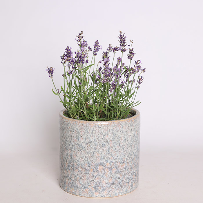 Лаванда в подарочной упаковке, S