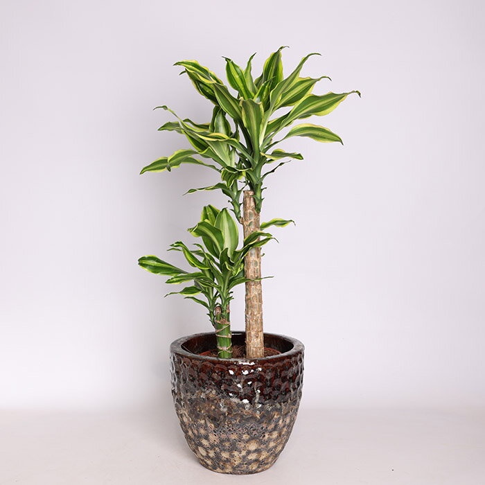 Драцена Golden Queen в горщику