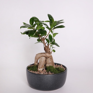Фикус бонсай Ginseng в кашпо, XS