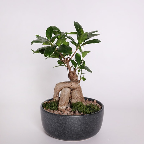 Фікус бонсай Ginseng в кашпо, XS