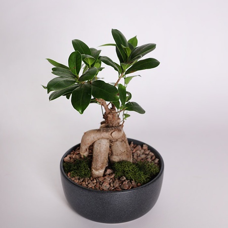 Фікус бонсай Ginseng в кашпо, XS