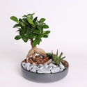 Фикус бонсай Ginseng в кашпо, S