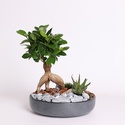 Фикус бонсай Ginseng в кашпо, S