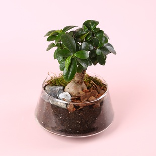 Фикус бонсай Ginseng в кашпо, XS