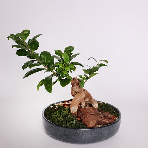 Фікус бонсай Ginseng в кашпо, S