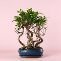 Фикус бонсай Ginseng в кашпо, М