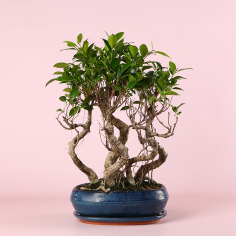 Фикус бонсай Ginseng в кашпо, М