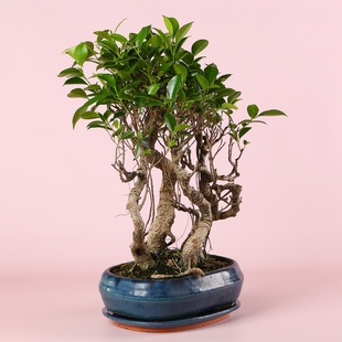 Фікус бонсай Ginseng в кашпо, М