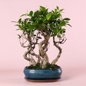 Фикус бонсай Ginseng в кашпо, М