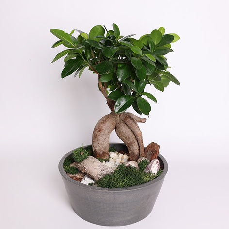 Фікус бонсай Ginseng в кашпо, М