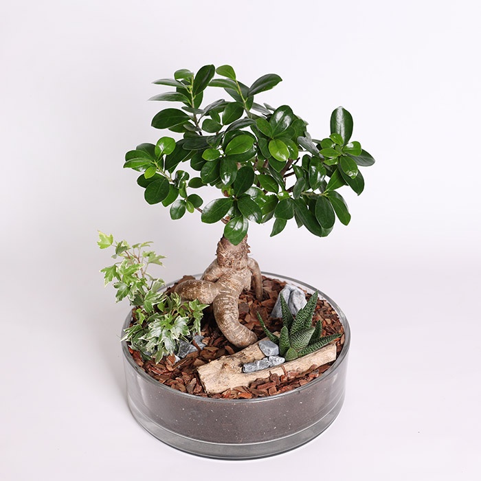 Фікус бонсай Ginseng в кашпо, М