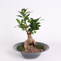 Фікус бонсай Ginseng в кашпо, М