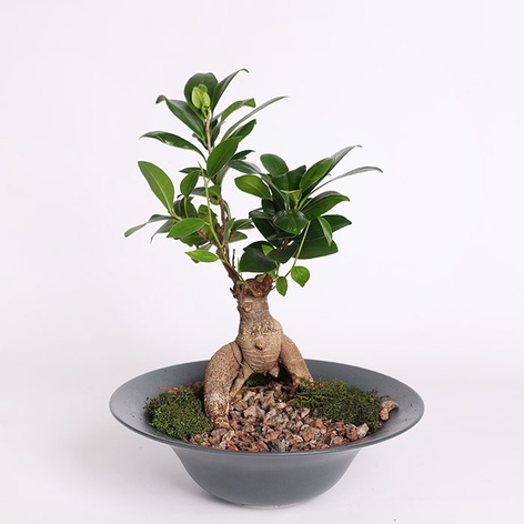 Фикус бонсай Ginseng в кашпо, М
