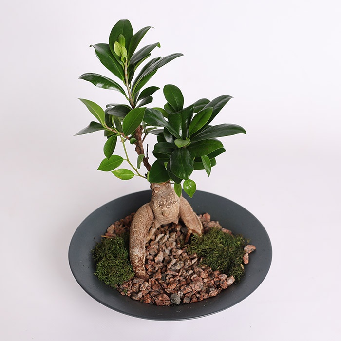Фікус бонсай Ginseng в кашпо, М