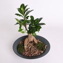 Фікус бонсай Ginseng в кашпо, М