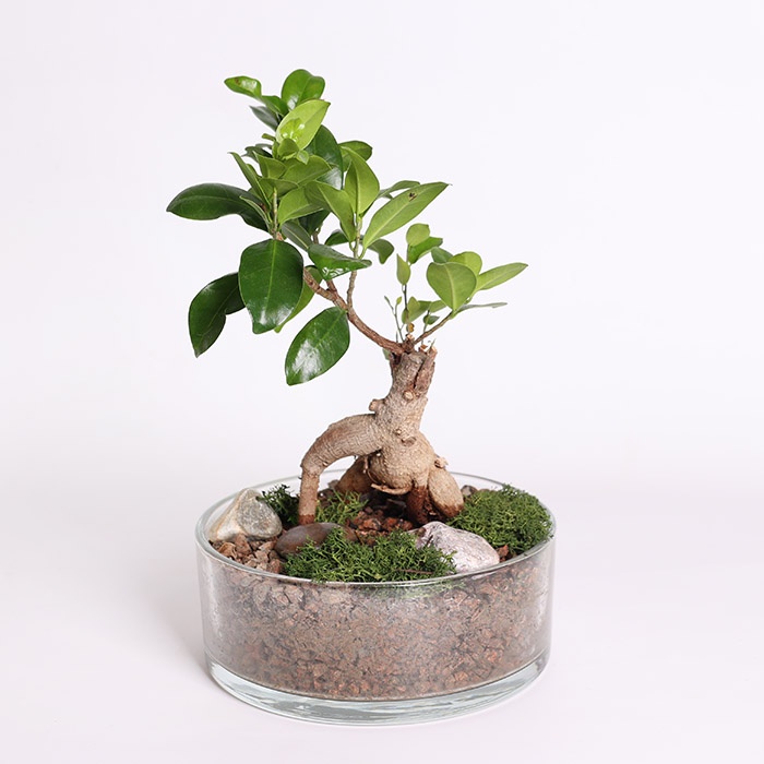 Фікус бонсай Ginseng в кашпо, М