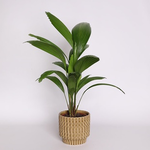 Пальма Ликуала в горшке