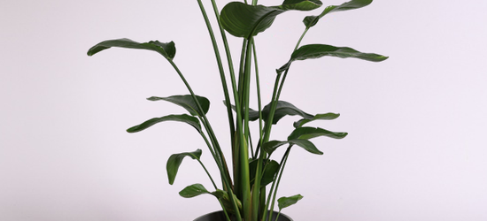 Акція на Кімнатні рослини