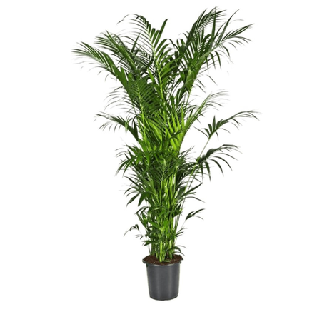 Пальма Ховея в горшке