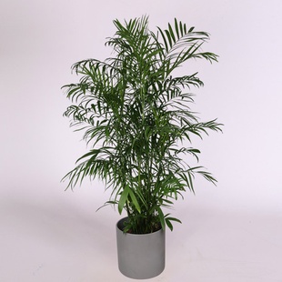 Хамедорея в горщику, XL