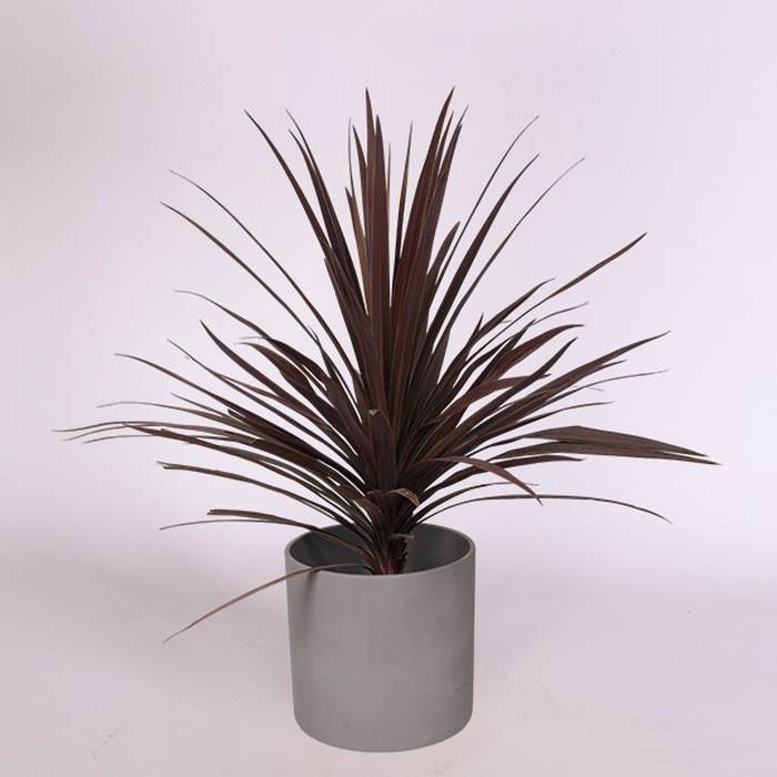 Кордиліна Australis Red Star в горщику