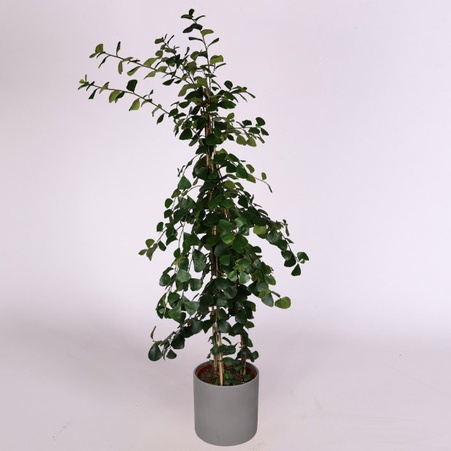 Фiкус Natalensis Trinova в горщику