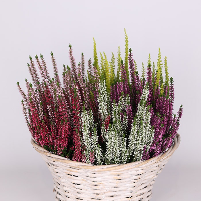 Вереск в горщику, М