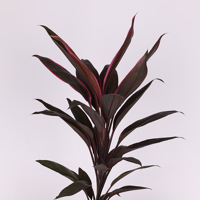 Кордиліна Tango в горщику