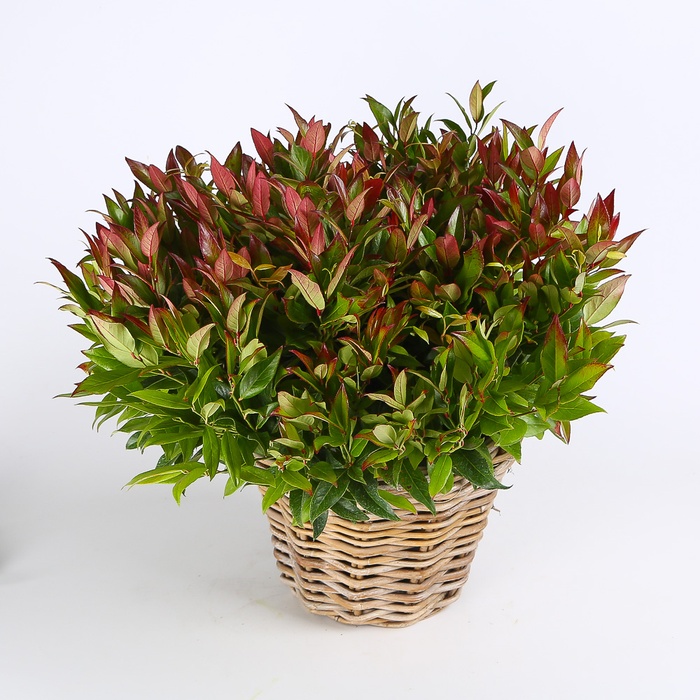 Леукотоє в горщику