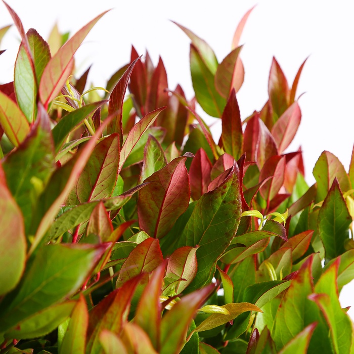 Леукотоє в горщику