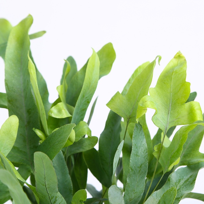 Флебодиум в горшке, S