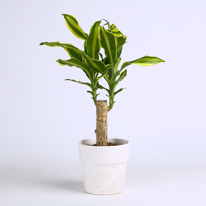 Драцена Golden Queen в горщику, S