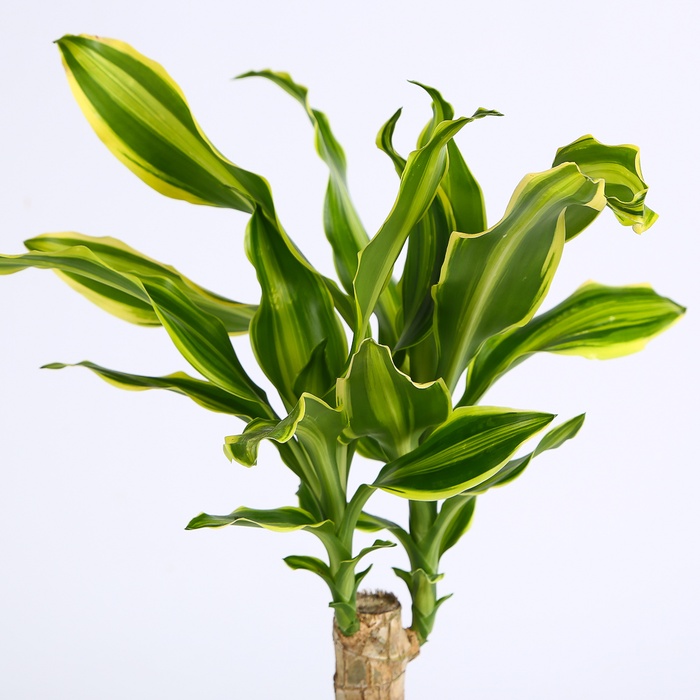 Драцена Golden Queen в горщику, S