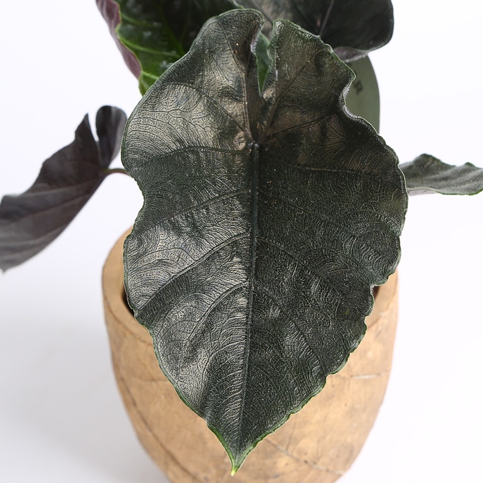 Алоказия в горшке